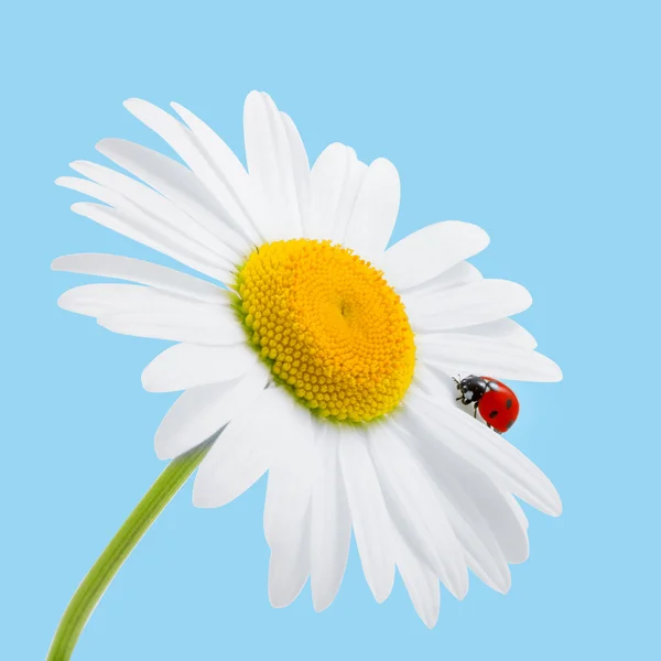Papatya ve mavi izole uğur böceği. Daisy ve uğur böceği. Toplam — Stok fotoğraf