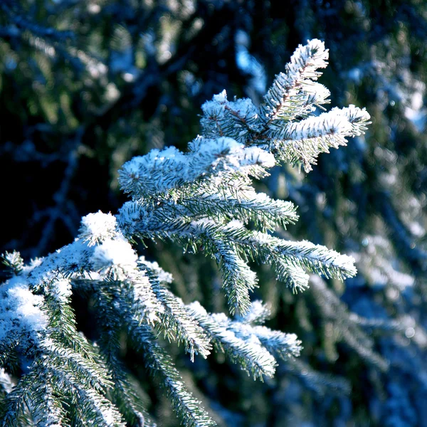 Fundo de inverno, paisagem. Árvores de inverno no país das maravilhas. Cena de inverno. Natal, fundo de Ano Novo Abeto, pinheiro . — Fotografia de Stock