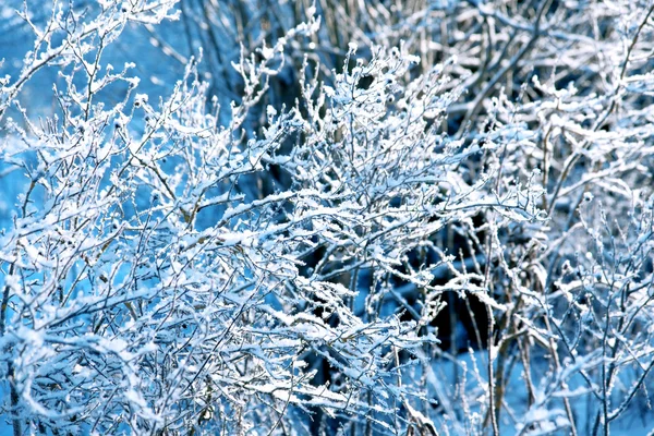 Sfondo invernale, paesaggio. Alberi invernali nel paese delle meraviglie. Scena invernale. Natale, Capodanno sfondo — Foto Stock