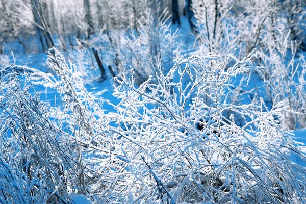 Vinter bakgrund, landskap. Vinter träd i Underlandet. Vinter scen. Jul, nyår bakgrund — Stockfoto