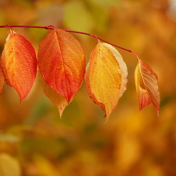 Jesień, jesień, liście tło. drzewo gałąź z jesień zostawić Zdjęcie Stockowe