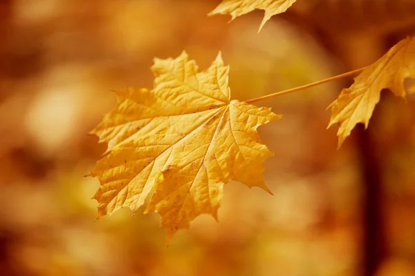 Queda, outono, folhas de fundo. Um galho de árvore com licença de outono Imagens De Bancos De Imagens Sem Royalties