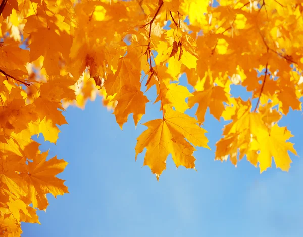 Queda, outono, folhas de fundo. Um galho de árvore com licença de outono Imagens De Bancos De Imagens