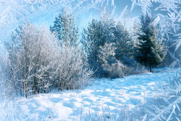 Tło zima, krajobraz. Zimą drzewa w krainie czarów. Zimowa scena. Boże Narodzenie, nowy rok tło Obrazy Stockowe bez tantiem