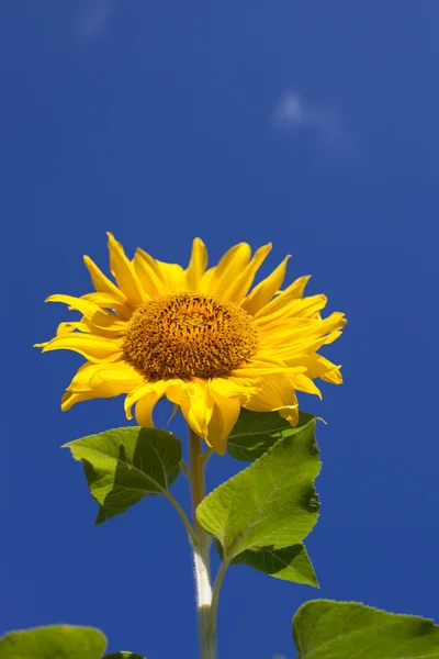 Summer scene about  sunflower.  Summer flower background.