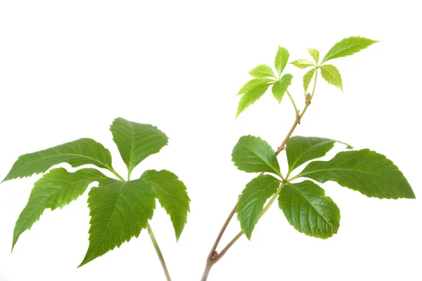 Isolerade grenar av ivy anläggningen eller druvor vinstockar träd med blad o — Stockfoto