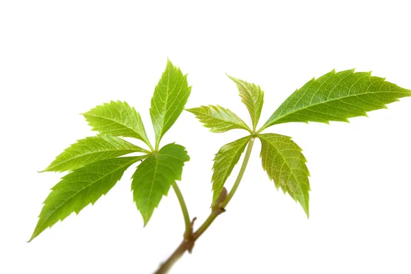 Isolated branches of ivy plant or grapes vine tree with leaves o — Stock Photo, Image