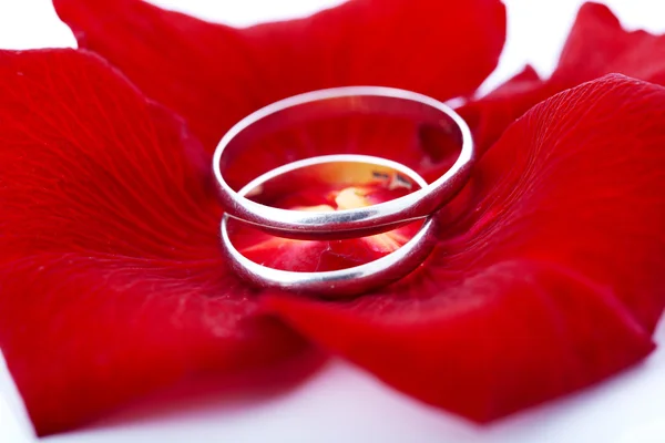 Концепция свадьбы для пригласительного билета. обручальные кольца в лепестках — стоковое фото