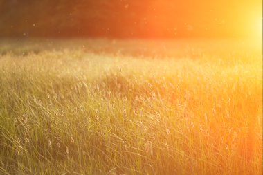 Field at sunset, sunset on meadow. Grass in the sunlight backgro