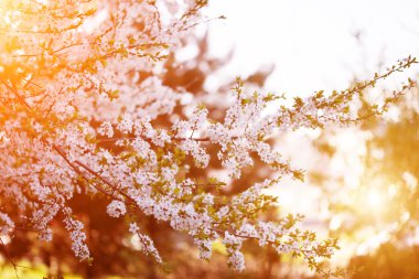 Çiçekli bahar ağaçları. Bahar ya da yaz nde günbatımı manzara bac