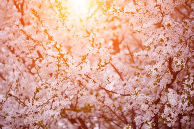 Çiçekli bahar ağaçları. Bahar ya da yaz nde günbatımı manzara bac