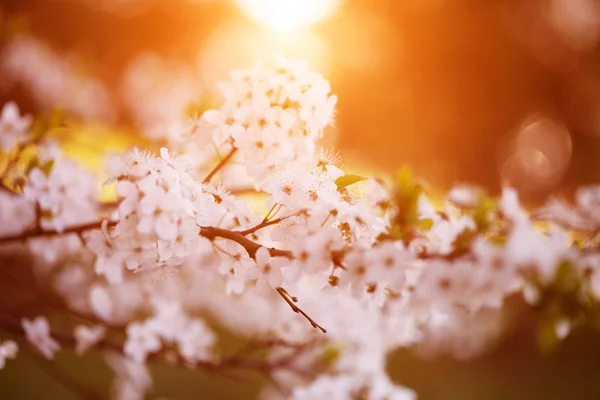 Bloeiende lente bomen. Zonsondergang in de lente of zomer landschap bac — Stockfoto