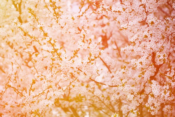 Blühende Frühlingsbäume. Sonnenuntergang im Frühling oder Sommer Landschaft bac — Stockfoto