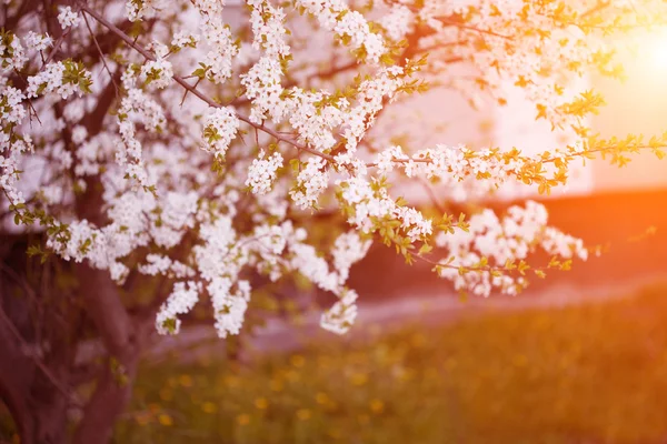 Árboles de primavera florecientes. Puesta de sol en primavera o verano paisaje bac —  Fotos de Stock