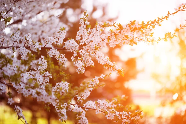 Blühende Frühlingsbäume. Sonnenuntergang im Frühling oder Sommer Landschaft bac — Stockfoto