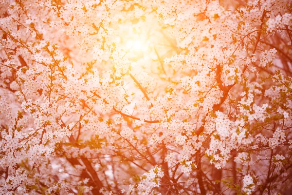 Floração de árvores de primavera. Pôr do sol na primavera ou verão paisagem bac — Fotografia de Stock