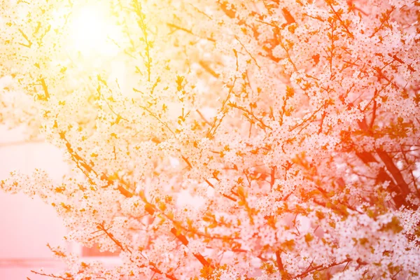 Floraison des arbres de printemps. Coucher de soleil au printemps ou en été paysage bac — Photo