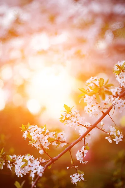 Árboles de primavera florecientes. Puesta de sol en primavera o verano paisaje bac Imagen de stock