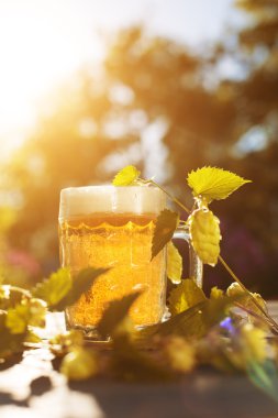 Bira. Gün batımı yaz sonbahar arka planda bira ve hop ile Kupa. 