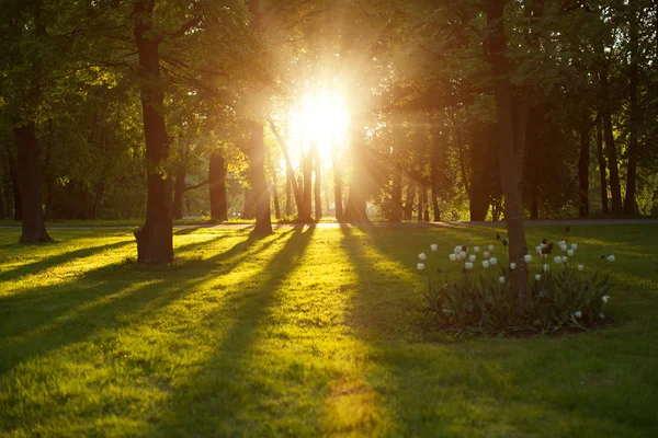 Hermosa naturaleza por la noche en el bosque de primavera, árboles con rayos de sol — Foto de Stock