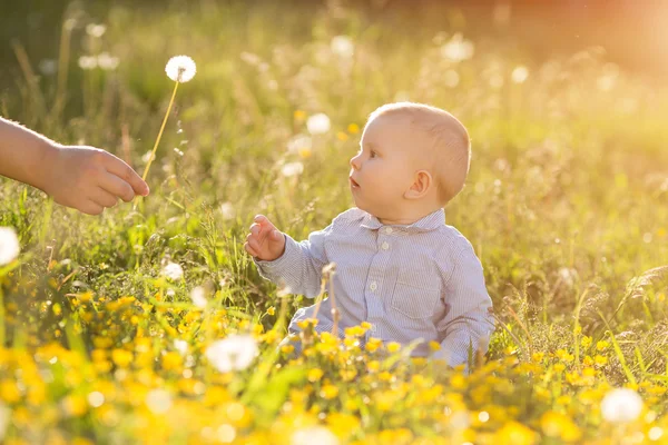 Erwachsene Hand hält Baby Löwenzahn bei Sonnenuntergang Kind sitzt auf einer Wiese — Stockfoto