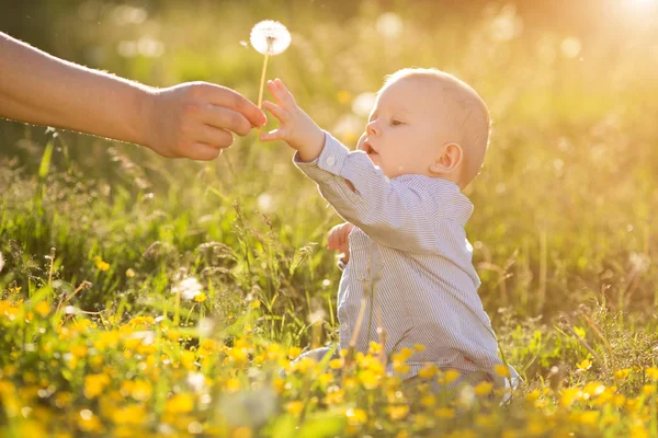 Adult hand holds baby dandelion at sunset Kid sitting in a meado — Stok fotoğraf