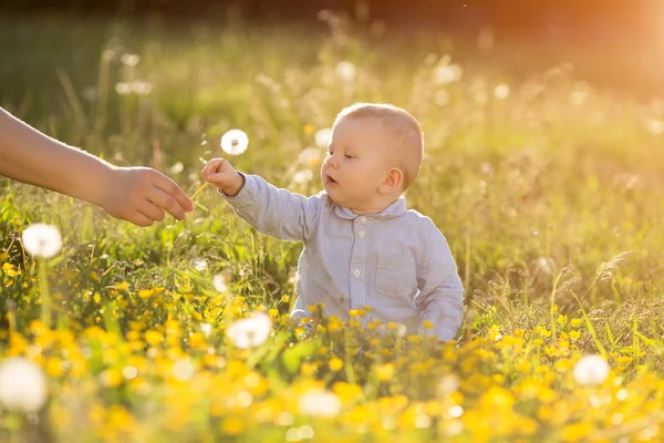 Adult hand holds baby dandelion at sunset Kid sitting in a meado — 스톡 사진