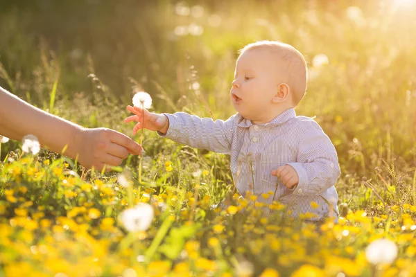 Adult hand holds baby dandelion at sunset Kid sitting in a meado — 图库照片