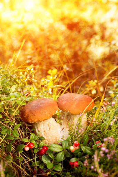 Autunno, autunno, lascia lo sfondo. Funghi e bacche nel fo — Foto Stock