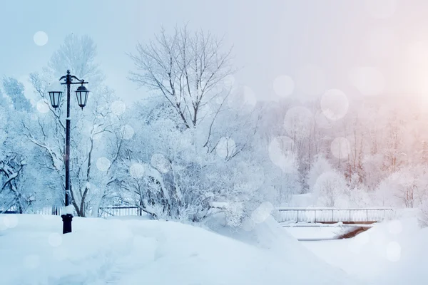 Fundo de inverno, paisagem. Árvores de inverno no país das maravilhas. Inverno — Fotografia de Stock