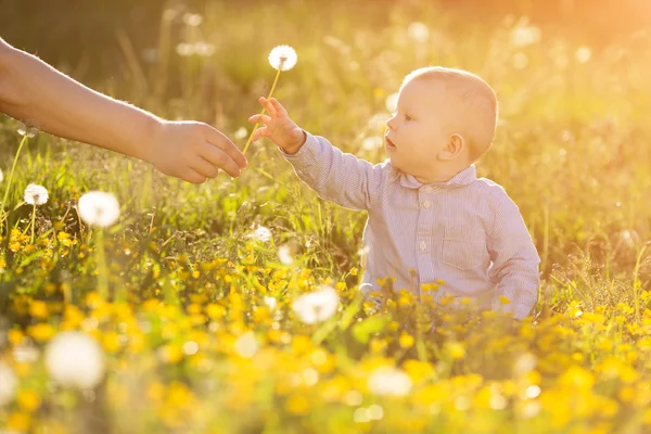 Une main adulte tient bébé pissenlit au coucher du soleil Enfant assis dans un meado Images De Stock Libres De Droits