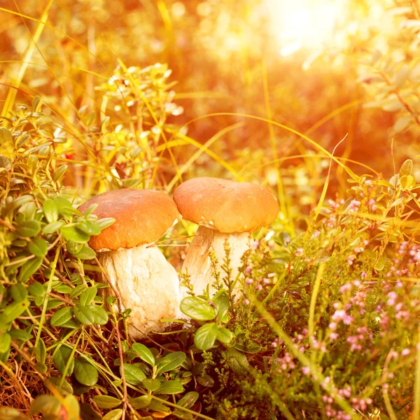 Otoño, otoño, hojas de fondo. Champiñones y bayas en el fo Imagen de archivo