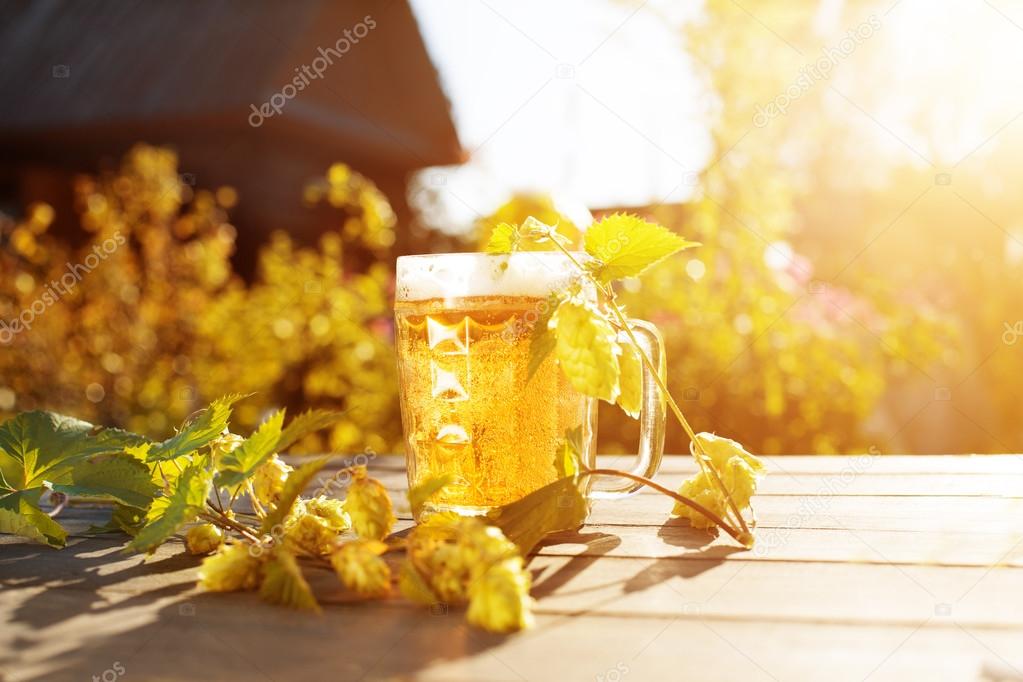 Beer. Mug with beer and hop on sunset summer autumn background. 