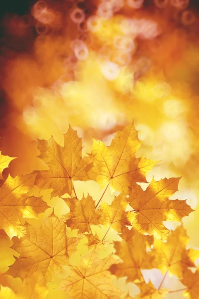 Herbst, Herbst, Blätter im Hintergrund. ein Ast mit Herbstlaub lizenzfreie Stockfotos