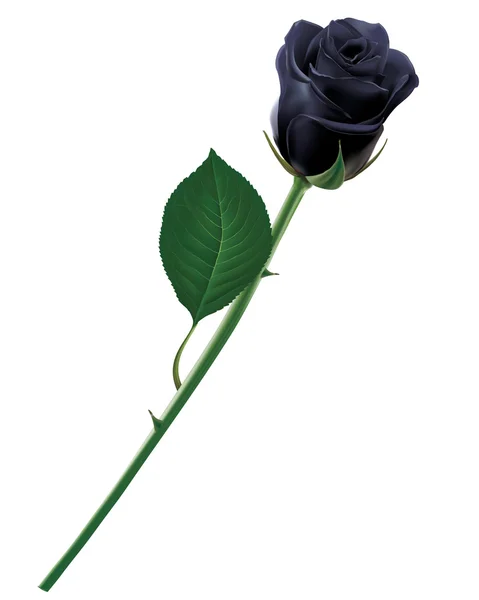 Fekete rózsa és elszigetelt. Reális vektoros illusztráció — Stock Vector