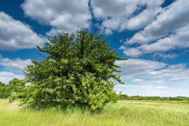 Tarla, ağaç ve mavi gökyüzü