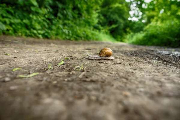 Caracol arrastrándose en el bosque — Foto de Stock