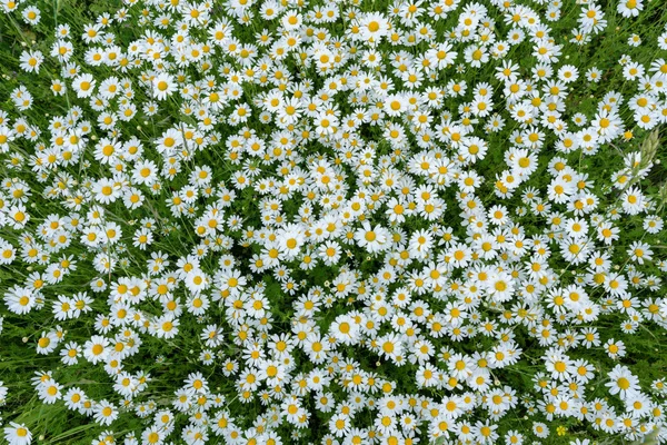 Campo di camomilla in fiore. Vista dall'alto — Foto Stock