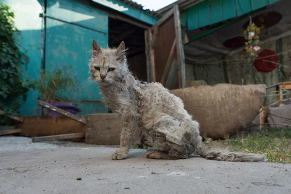 Gato pobre y enfermo — Foto de Stock