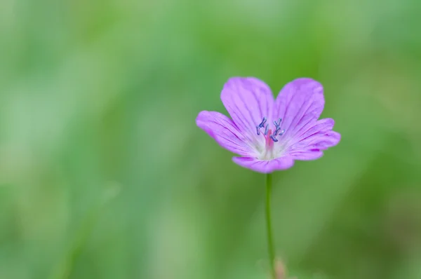 Flower on blurry grass background — Stock Photo, Image