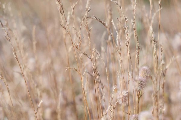 Erba sfocata per sfondo — Foto Stock