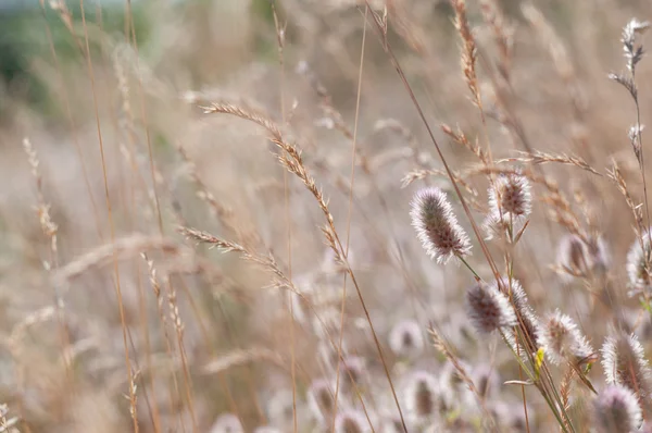 Erba sfocata per sfondo — Foto Stock