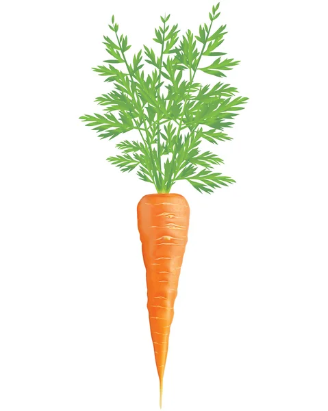 上白孤立的胡萝卜。现实的矢量 3d 图 — 图库矢量图片#