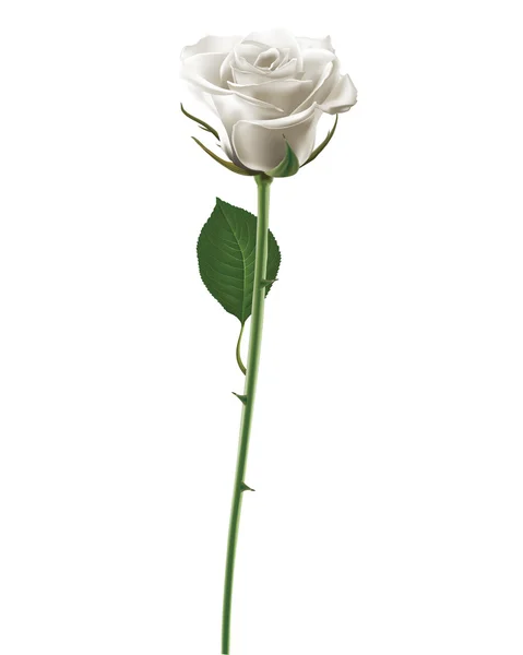 Rosa blanca aislada en blanco, ilustración vectorial — Vector de stock