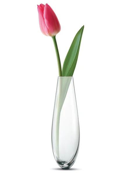 Тюльпан в вазе, изолированный. Векторная иллюстрация — стоковый вектор