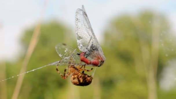 Araña atrapados libélulas — Vídeos de Stock