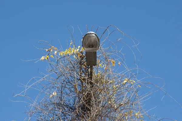 Laternenpfahl bedeckte Äste gegen den azurblauen Himmel — Stockfoto