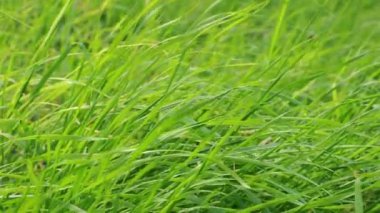 Yeşil otlar üfleme