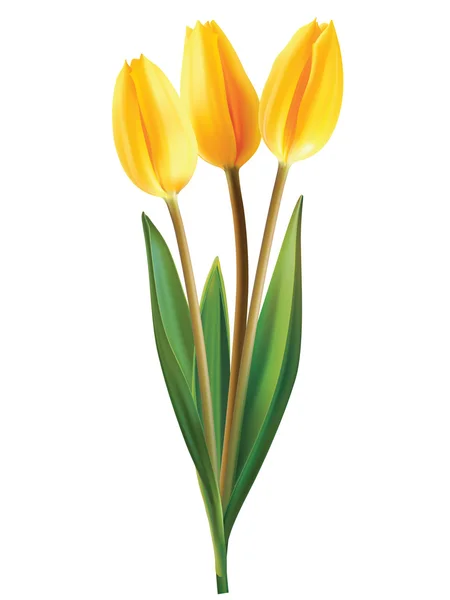 Kwiatów tulipanów na białym tle. Ilustracja wektorowa — Wektor stockowy