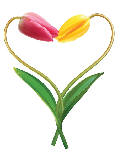 Cuore da due tulipani. Idea per San Valentino. Vettore illustrativo — Vettoriale Stock
